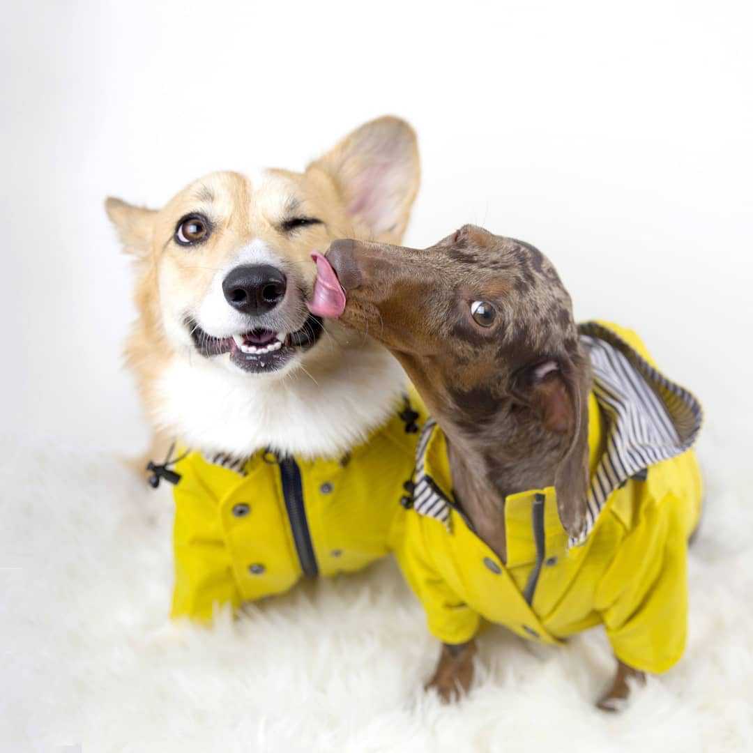 Two dogs in yellow raincoats licking each other on a white background.