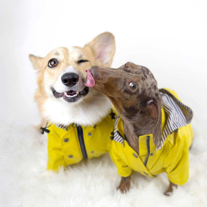 Two dogs in yellow raincoats licking each other on a white background.