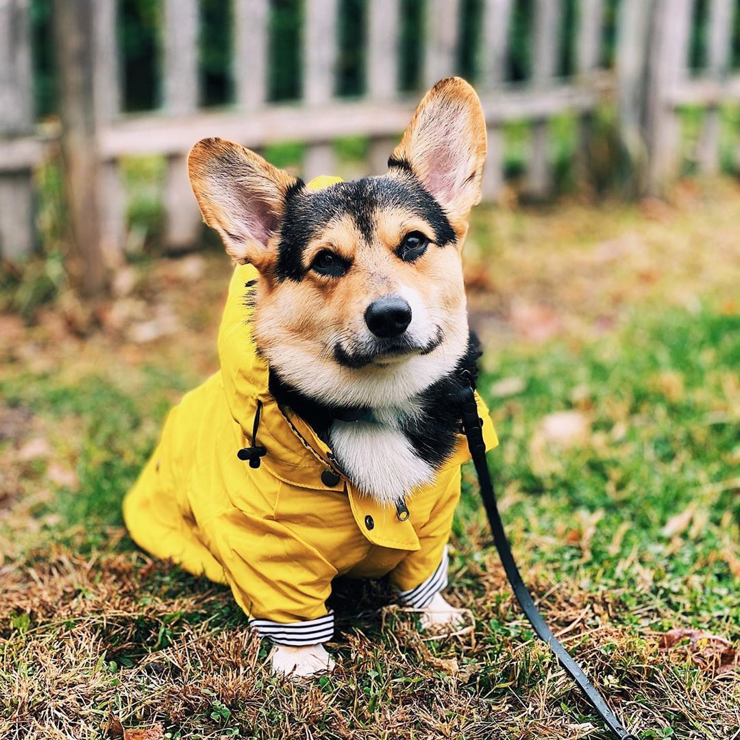 Dog in a yellow raincoat standing on grass.