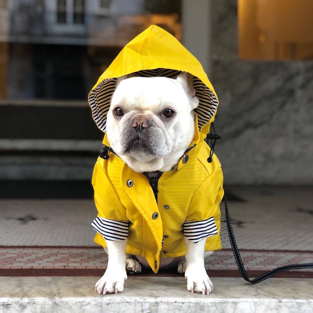 A dog wearing a yellow raincoat with a hood.