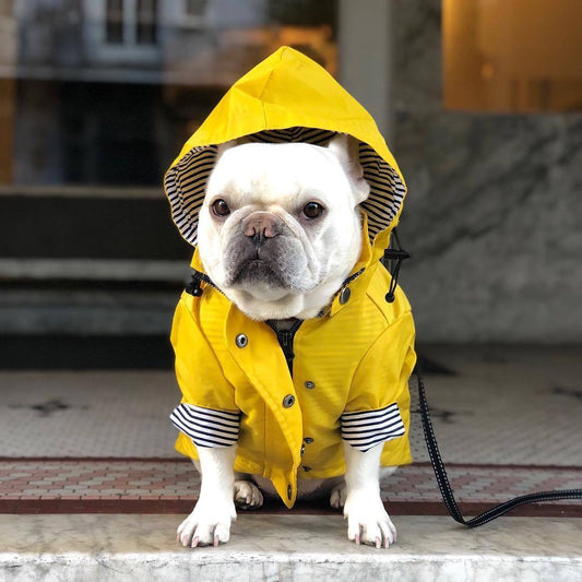 A dog wearing a yellow raincoat with a hood.