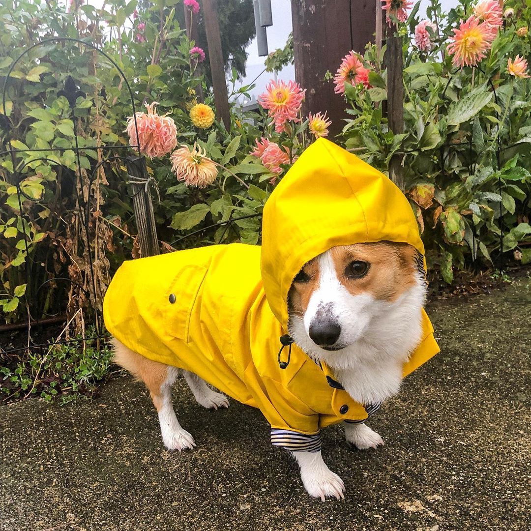 A dog wearing a yellow raincoat with a hood.