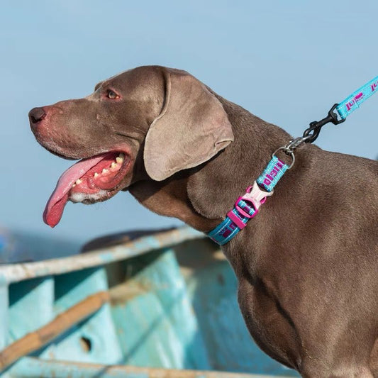 A dog wearing a reflective pet collar in a bright color pattern.