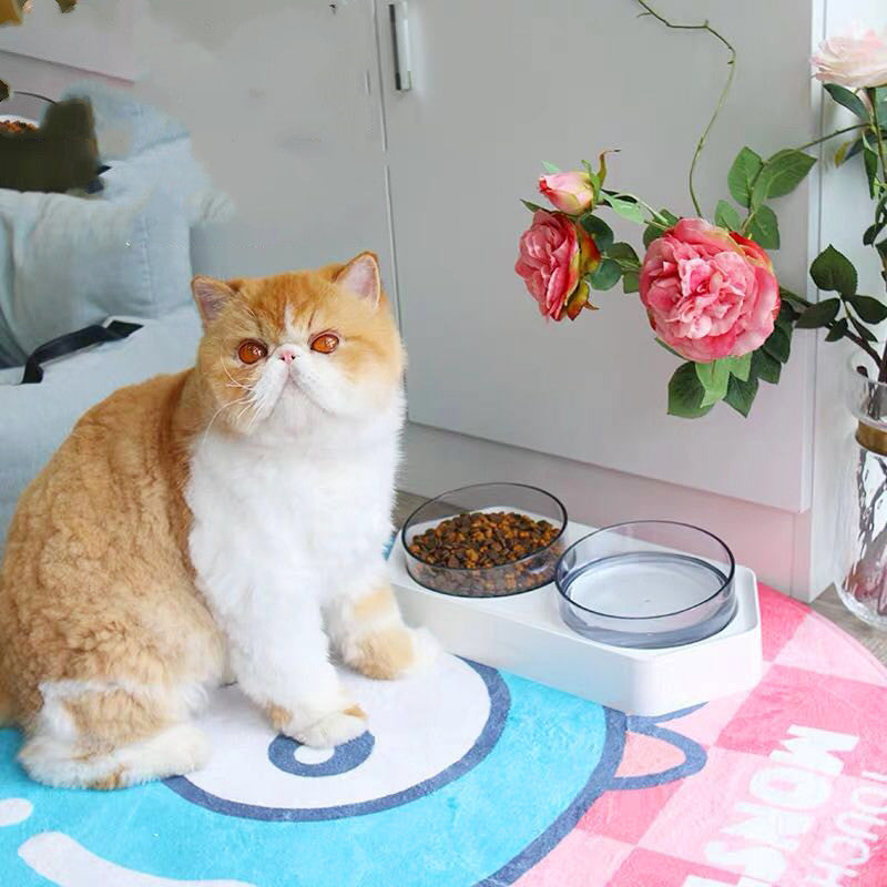 Cat sitting on a colorful mat with food bowls and flowers in the background