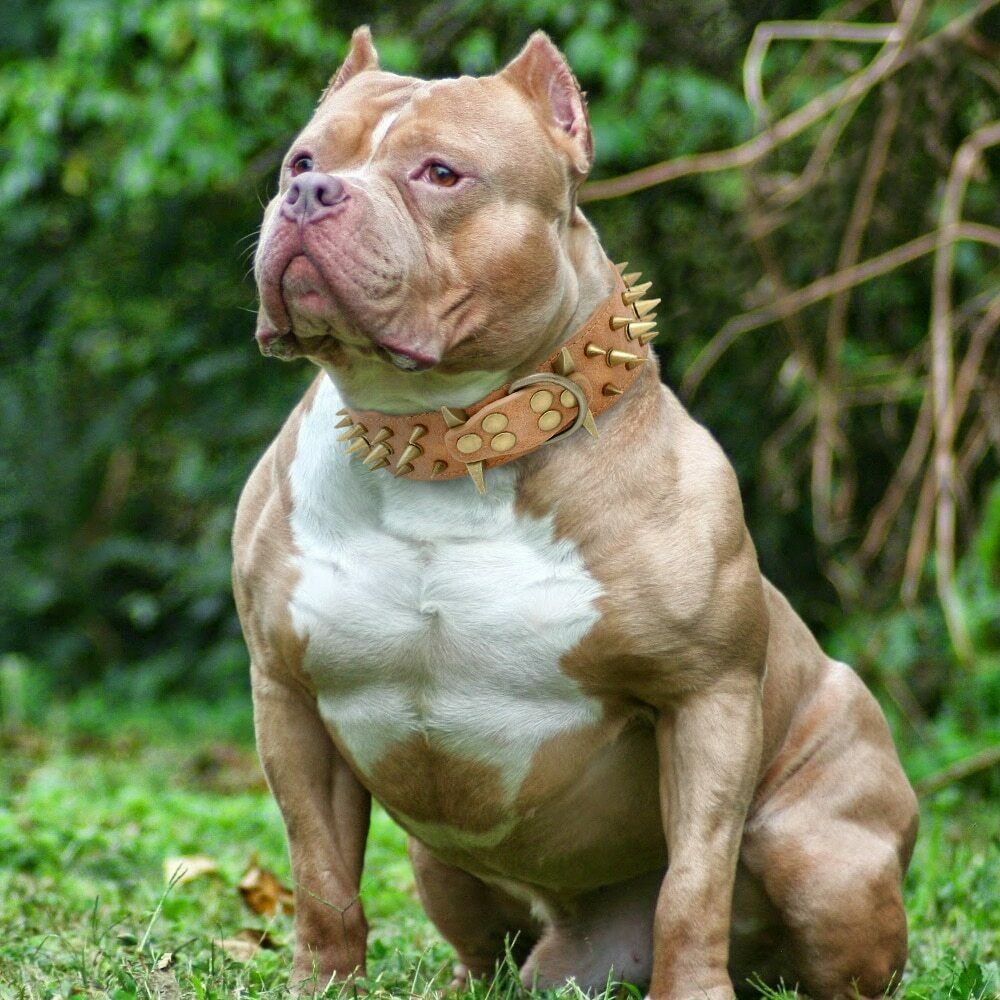 A dog wearing a brown anti-bite collar.