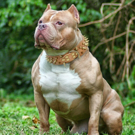 A dog wearing a brown anti-bite collar.
